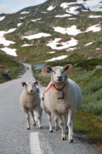 Tierische Begegnung auf dem Lysevegen (NO)                       